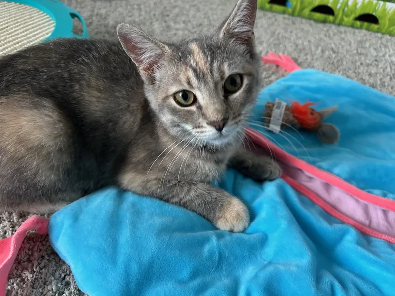 Peaches thumbnail 5