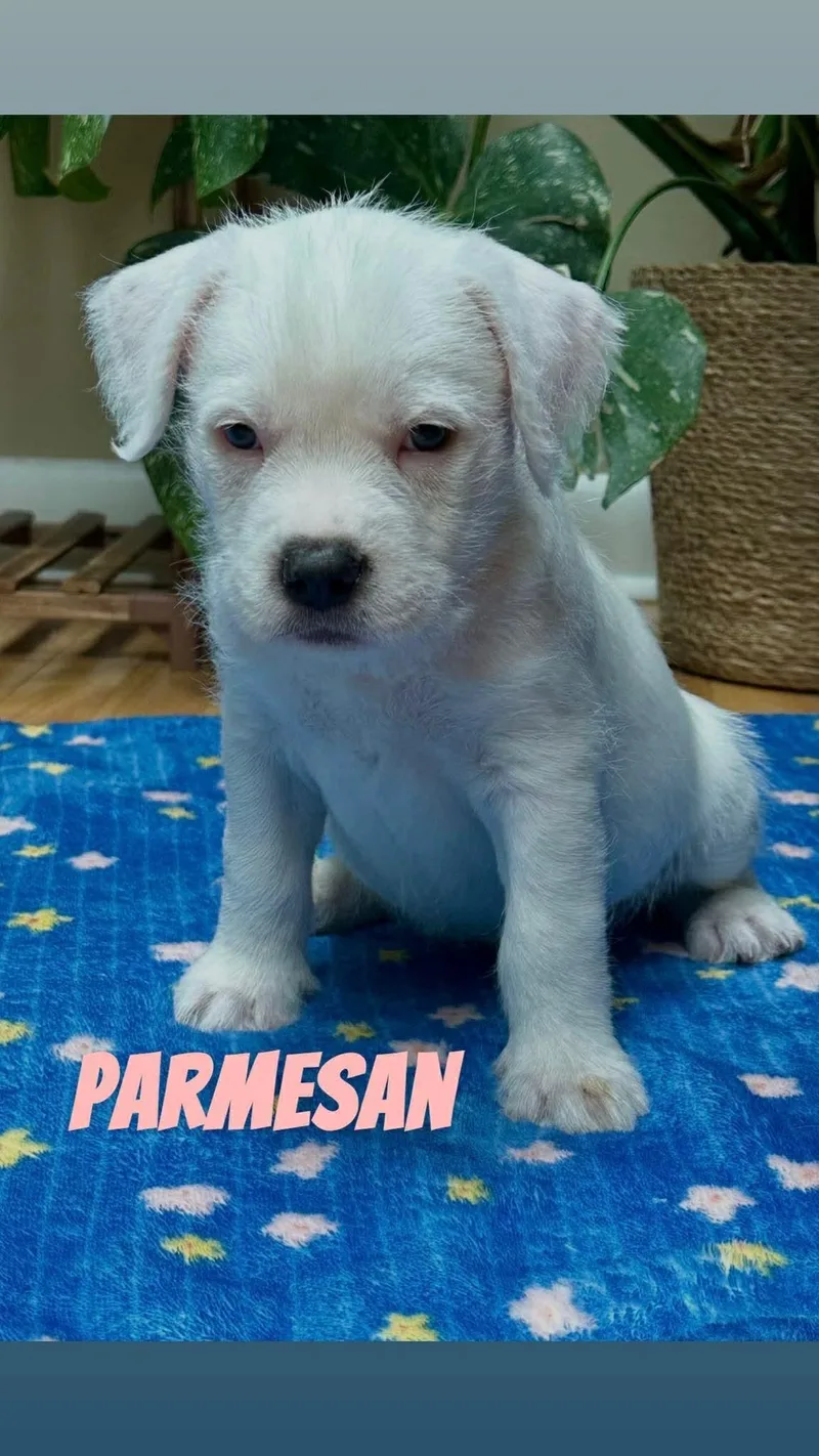 Parmesan