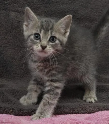 A baby medium-sized male Domestic Short Hair cat named Peter for adoption in Thief River Falls, MN