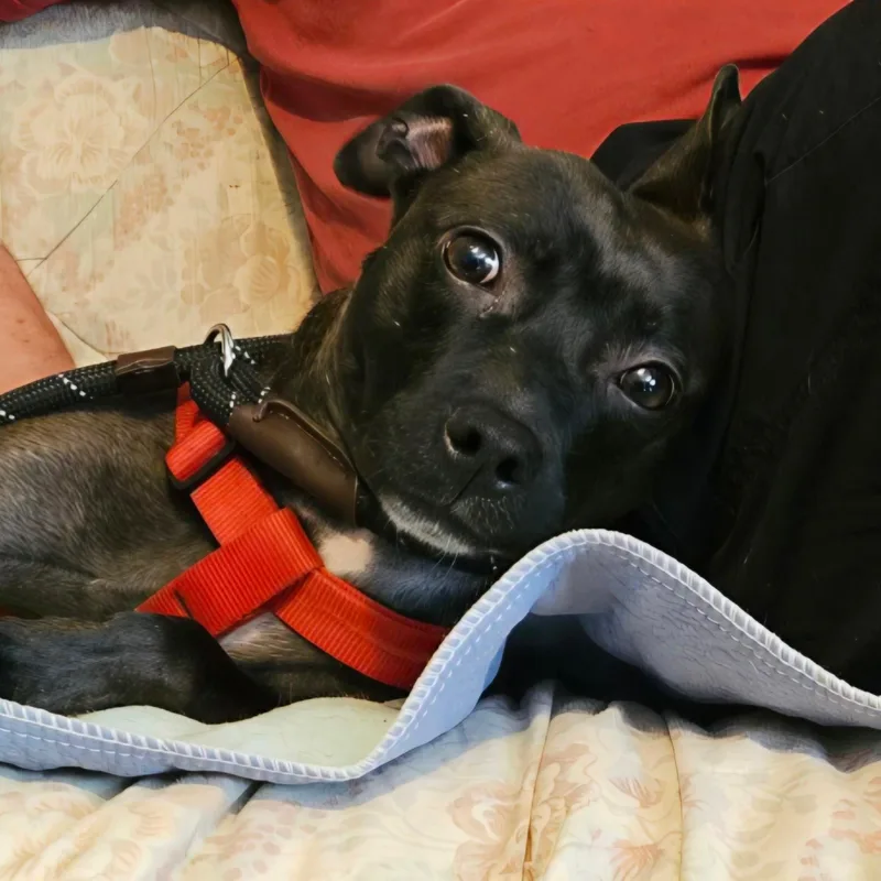 A young small-sized male Terrier dog named Kodak for adoption in atlanta, GA