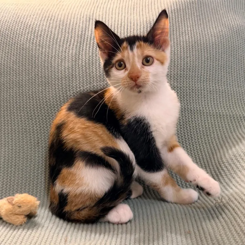 A baby small-sized female Calico Domestic Short Hair cat named Daisy for adoption in Flower Mound, TX