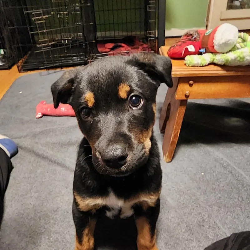 A baby medium-sized male Black Labrador Retriever dog named Russell for adoption in East Peoria, IL