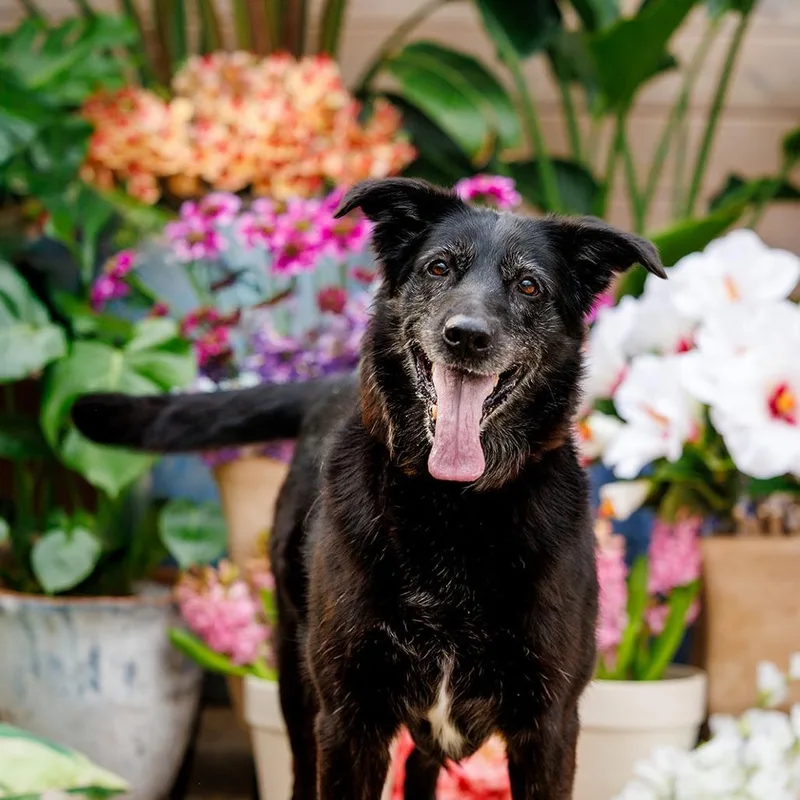 A senior small-sized female Black German Shepherd Dog dog named Cardi D for adoption in Princeton, MN
