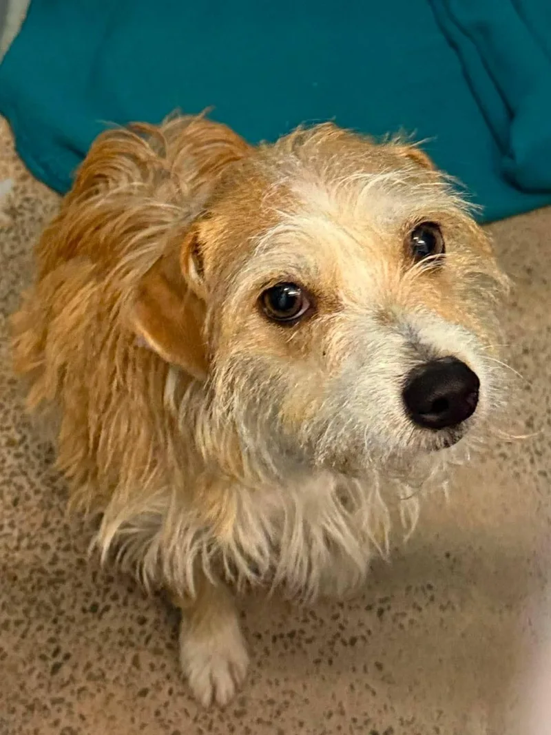 An adult small-sized female Terrier dog named Esme for adoption in Littleton, CO