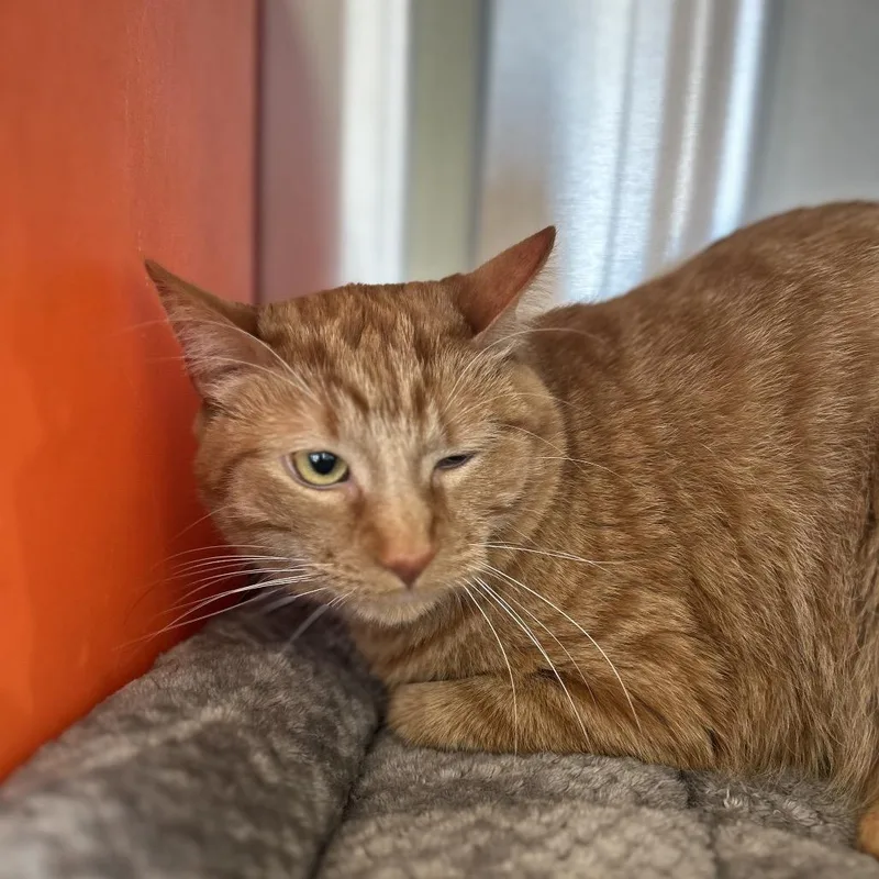 Butternut thumbnail 2