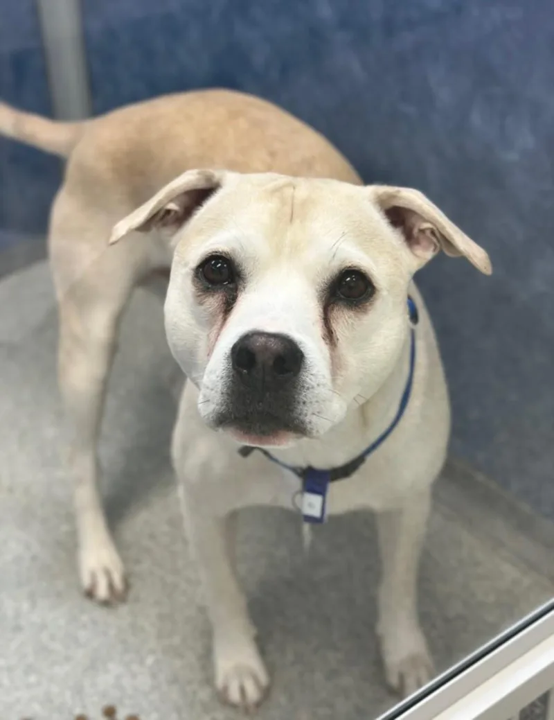 An adult medium-sized male Pit Bull Terrier dog named Prince for adoption in Loveland, CO