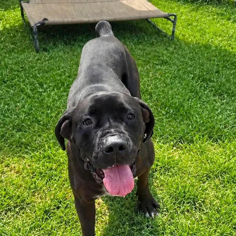 Onyx
