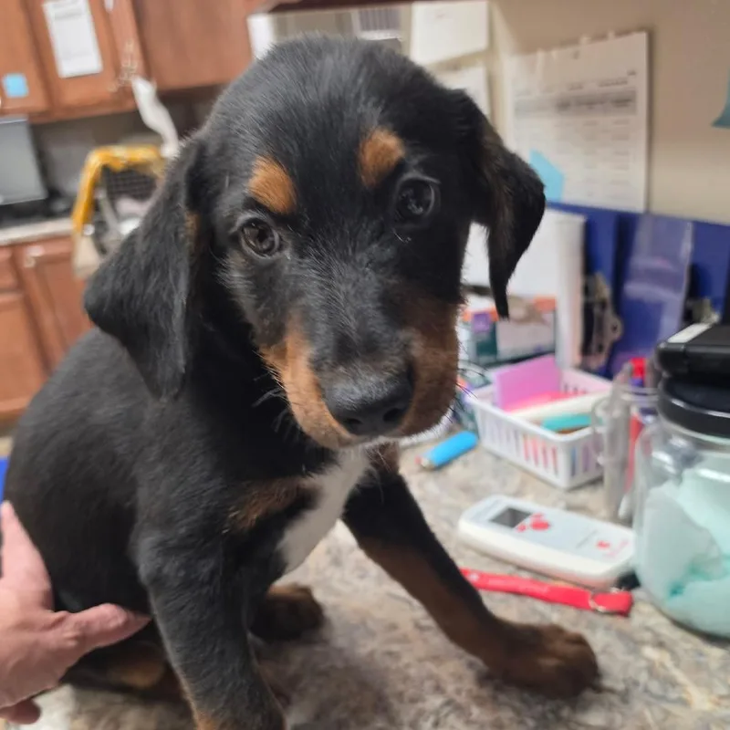 A baby small-sized male Hound dog named Teddy  U for adoption in Tupelo, MS