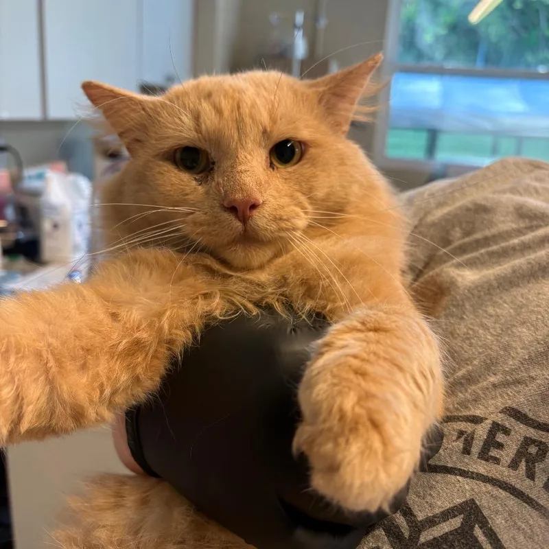 An adult large-sized male Domestic Long Hair cat named Mr. Peaches for adoption in Huntington, WV