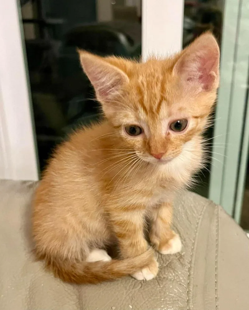 A baby small-sized male Domestic Short Hair cat named Cheetos for adoption in Sebastian, FL