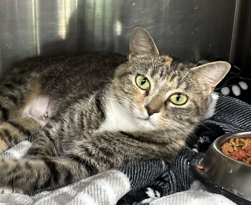 A young medium-sized female Tabby (Brown / Chocolate) Domestic Short Hair cat named Daisy for adoption in Sanford, NC