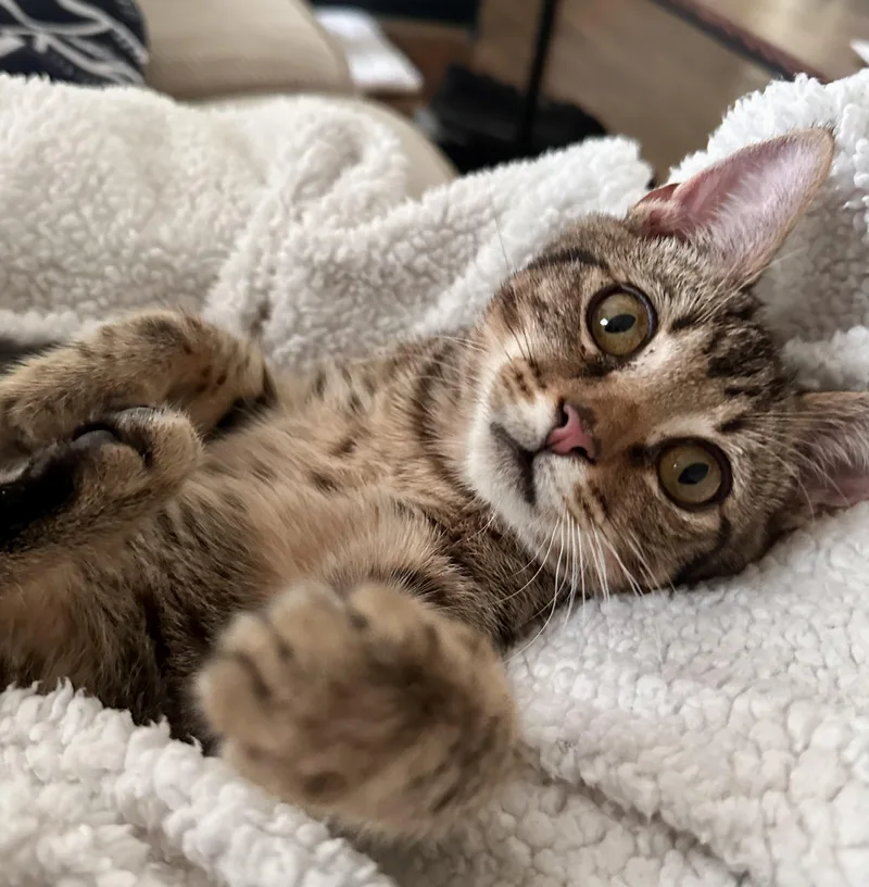 A baby small-sized male Tabby (Brown / Chocolate) Domestic Short Hair cat named York River Litter — for adoption in Norfolk, VA