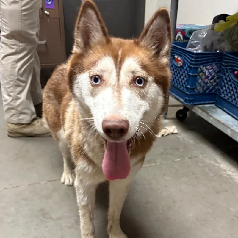 An adult medium-sized female Husky dog named Kathryn for adoption in Yuma, AZ