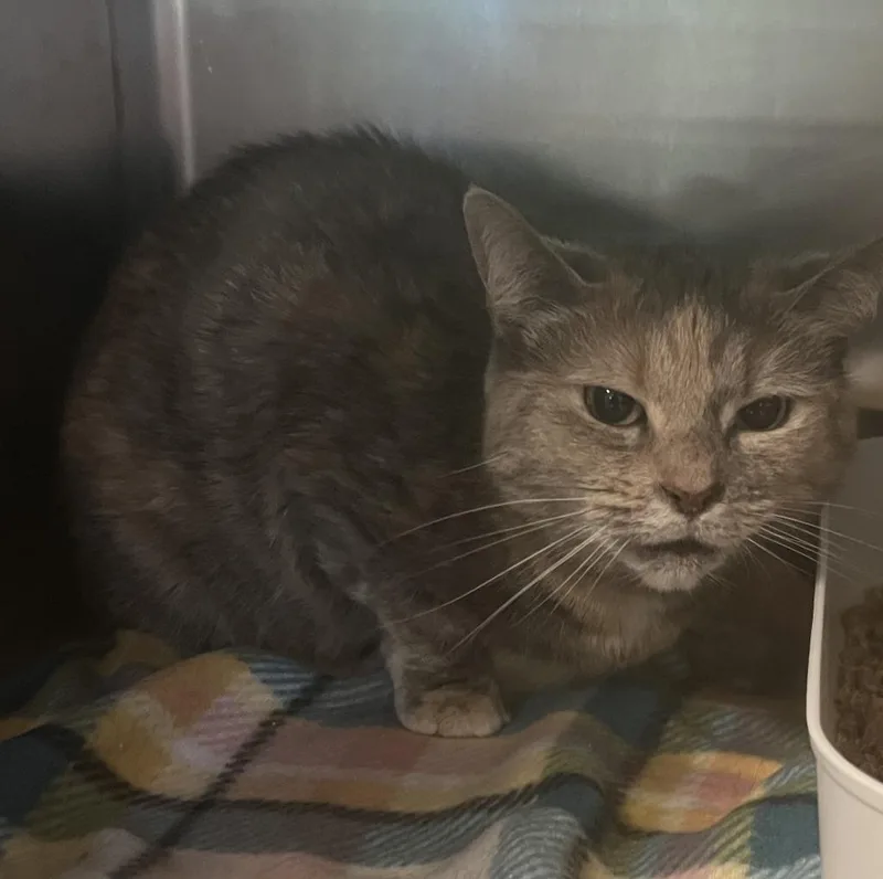 An adult medium-sized female Domestic Short Hair cat named Gatita for adoption in Windsor, CT