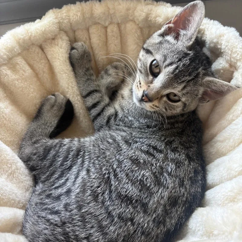 A baby medium-sized female Tabby cat named Milkdud for adoption in Sewaren, NJ