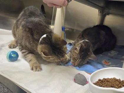 A senior medium-sized female Domestic Short Hair cat named Junebug for adoption in Westland, MI