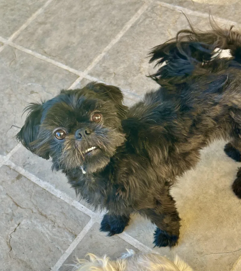 A young small-sized female Shih Tzu dog named Charm for adoption in Elk Grove, CA