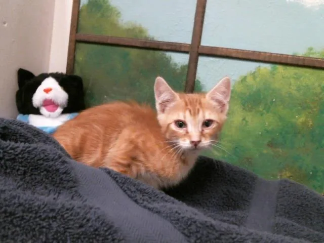A baby small-sized male Domestic Short Hair cat named Tofu for adoption in Houston, TX
