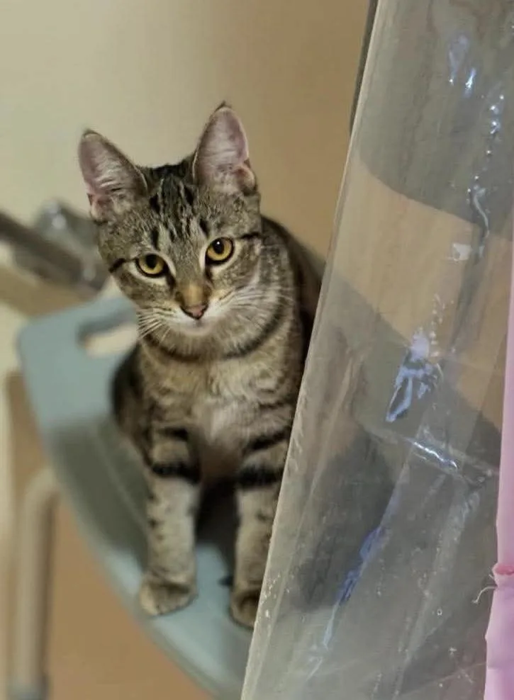 A young small-sized female Tabby (Brown / Chocolate) Domestic Short Hair cat named Bella for adoption in St. Clair, MI