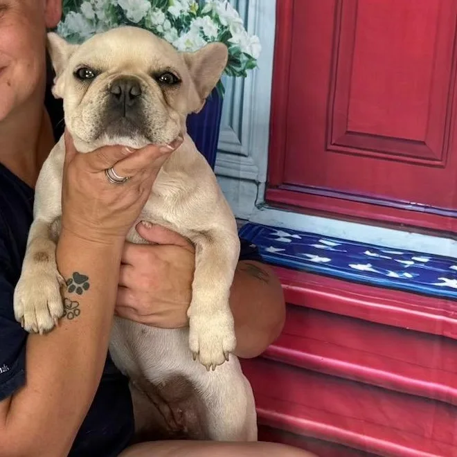 A young small-sized female French Bulldog dog named Harley for adoption in Oak Bluffs, MA
