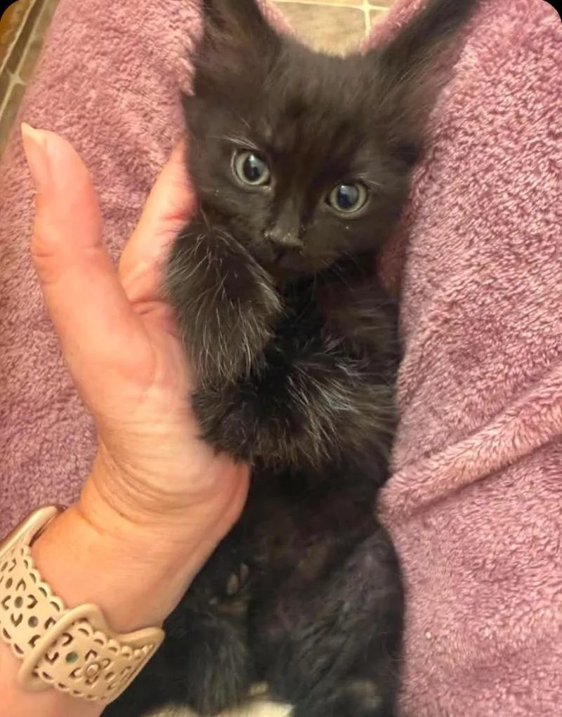 A baby small-sized female Domestic Medium Hair cat named Mulan for adoption in San Jacinto, CA
