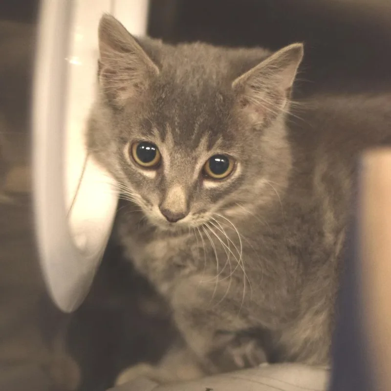 A baby small-sized male Gray / Blue / Silver Domestic Medium Hair cat named Funnel Cake for adoption in Belleville, IL