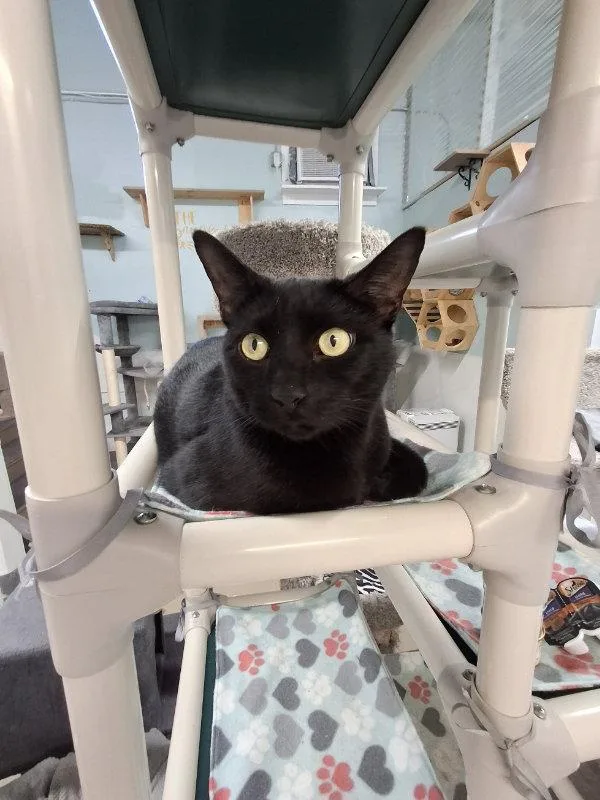 A young medium-sized male Black Domestic Short Hair cat named Goose for adoption in Gonic, NH