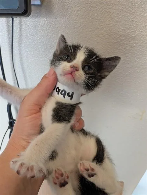 A baby small-sized female Domestic Short Hair cat named Spot for adoption in Ontario, CA