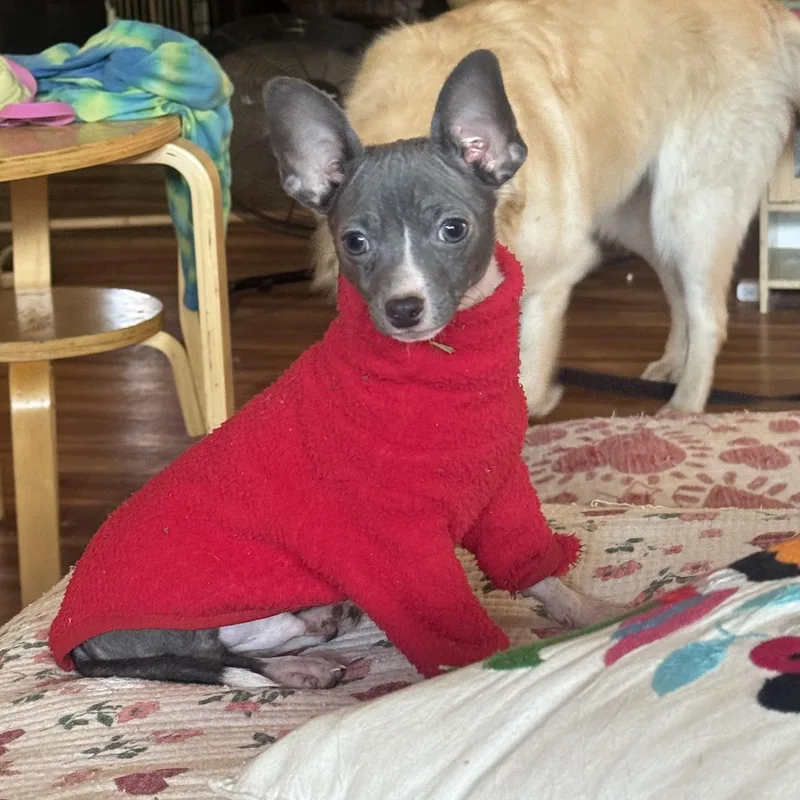 A young small-sized male Chihuahua dog named Tobias for adoption in Santa Barbara, CA