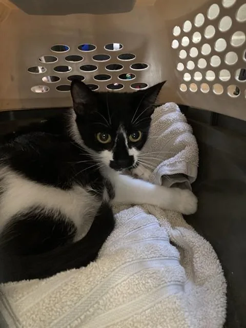 A young large-sized female Domestic Short Hair cat named Missy for adoption in Long Beach, CA