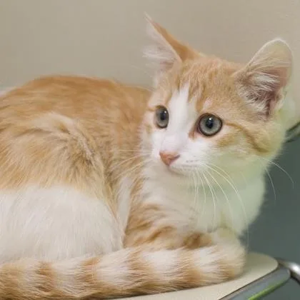 A baby small-sized male Domestic Short Hair cat named Clint for adoption in Verona, WI