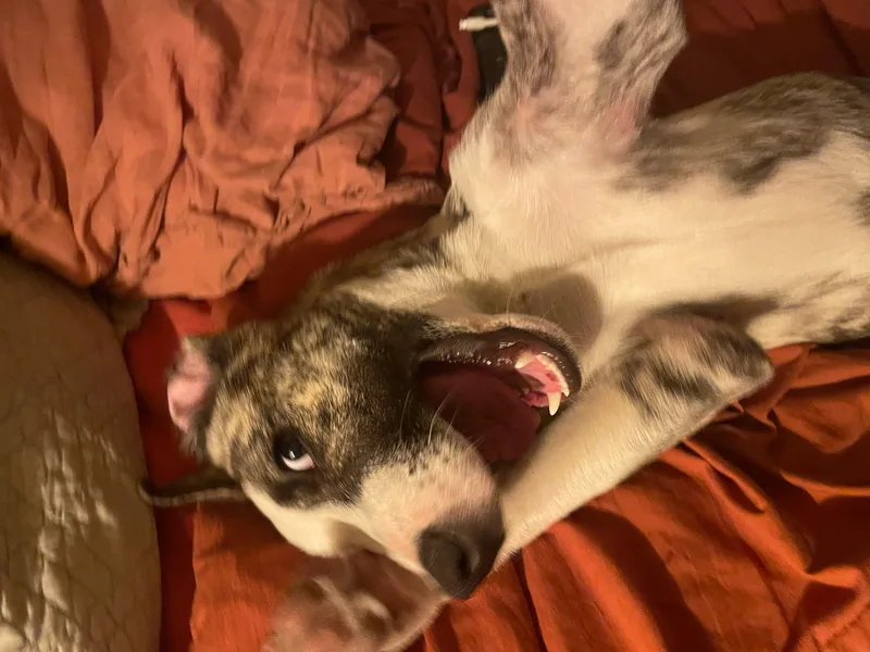 A young medium-sized male Pit Bull Terrier dog named Sweet Mister for adoption in Tucson, AZ