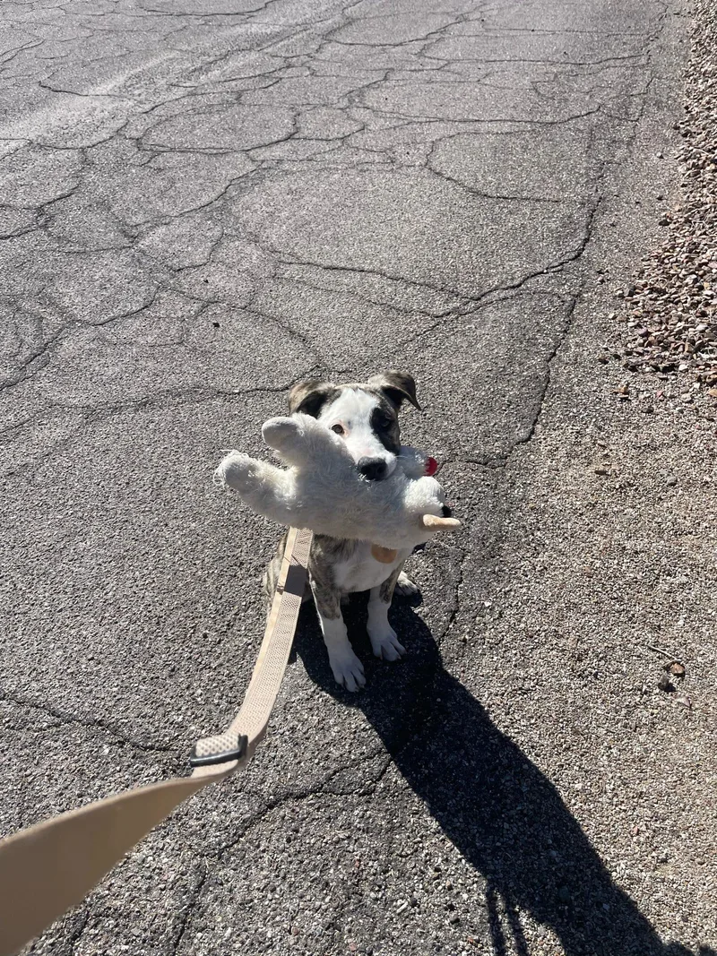 Sweet Mister thumbnail 3