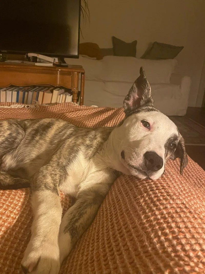 Sweet Mister thumbnail 4