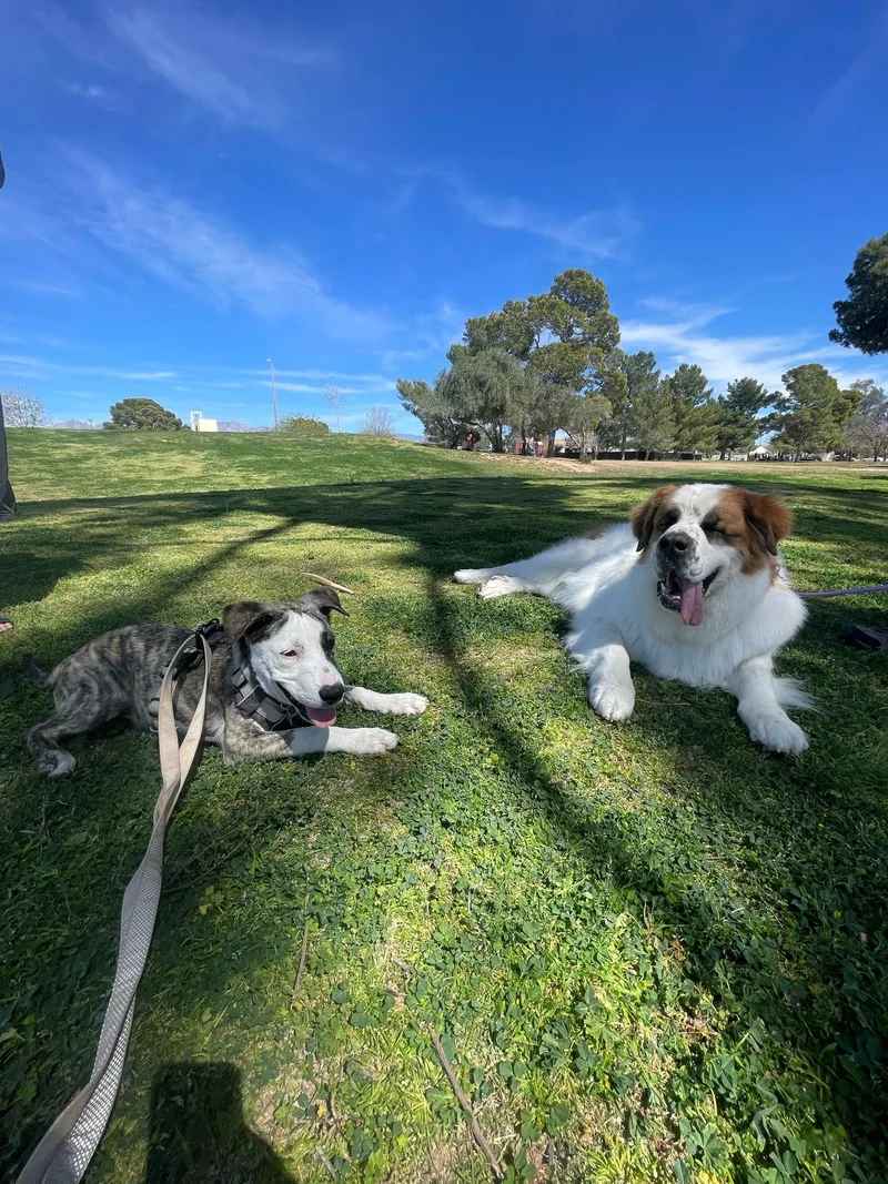 Sweet Mister thumbnail 5