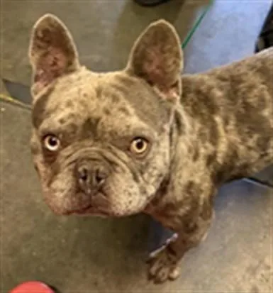 An adult small-sized male French Bulldog dog named Krustee for adoption in Los Angeles, CA