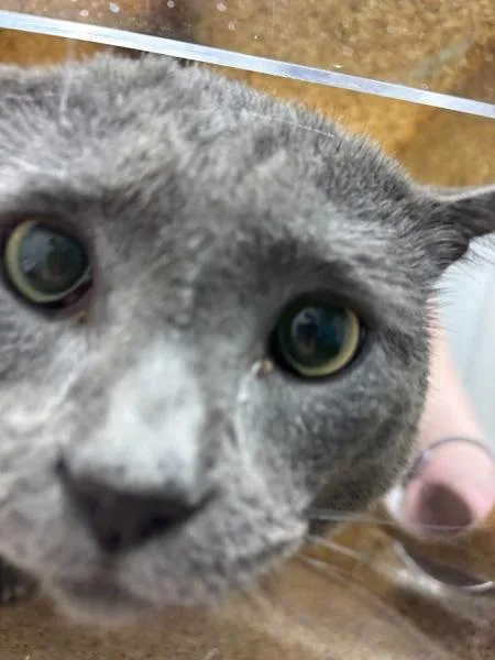 An adult large-sized male Domestic Short Hair cat named Eris for adoption in Silverdale, WA