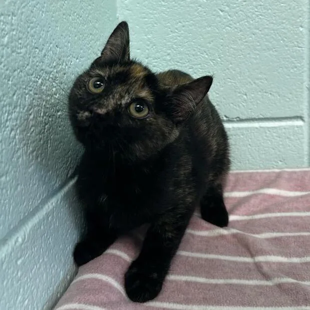 A baby small-sized female Black Domestic Short Hair cat named Lolita for adoption in Spruce Pine, NC
