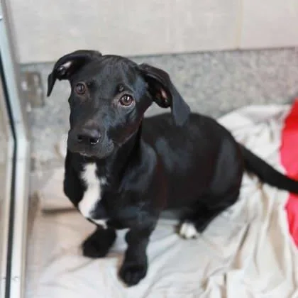A baby small-sized male Black Mixed Breed dog named Witwickey for adoption in Atlanta, GA