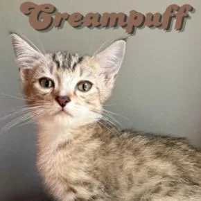 A baby small-sized male Domestic Short Hair cat named Creampuff for adoption in Cumming, GA