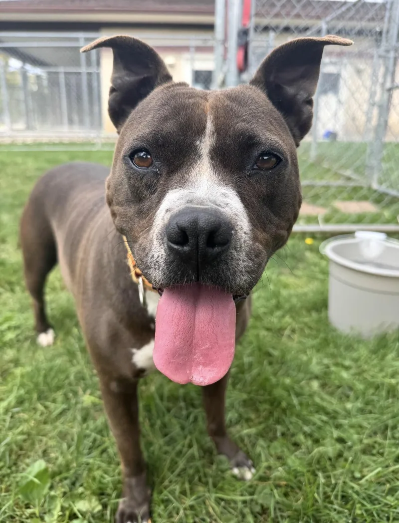 An adult medium-sized female Gray / Blue / Silver Terrier dog named Cinders for adoption in Mansfield, OH