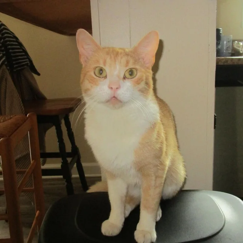 Pumpkin R thumbnail 2