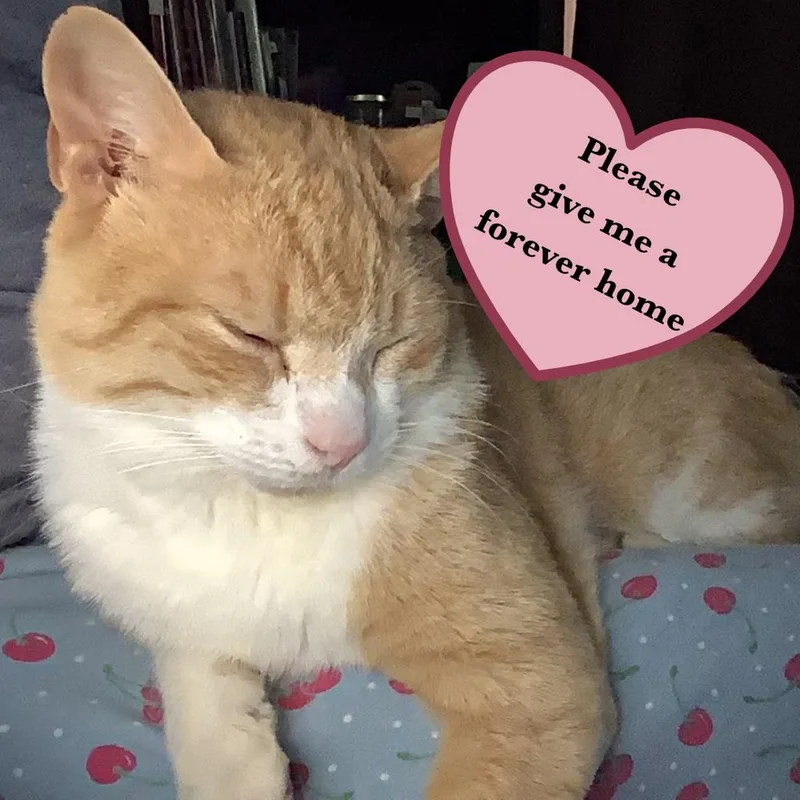 Pumpkin R thumbnail 3