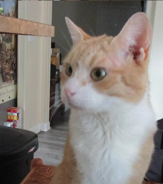 Pumpkin R thumbnail 4