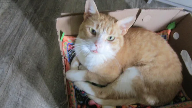 Pumpkin R thumbnail 5