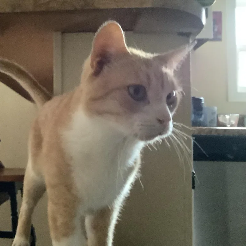 Pumpkin R thumbnail 6