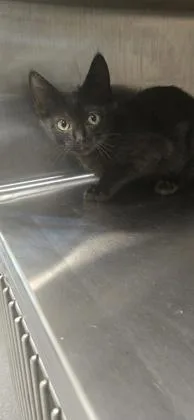 A young small-sized female Domestic Short Hair cat named Yzma for adoption in Daphne, AL