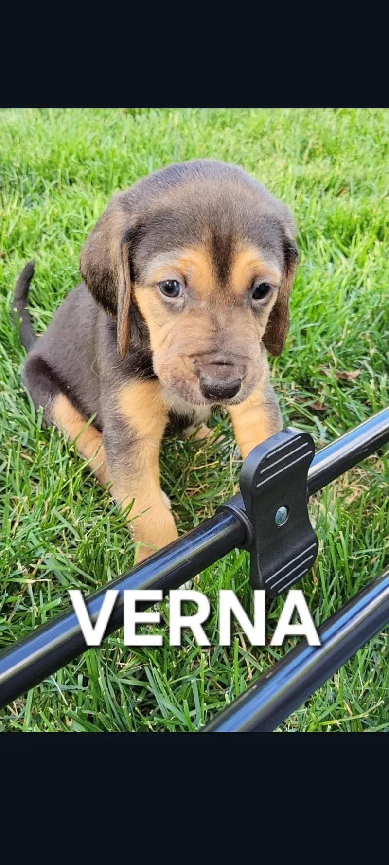 Verna thumbnail 2