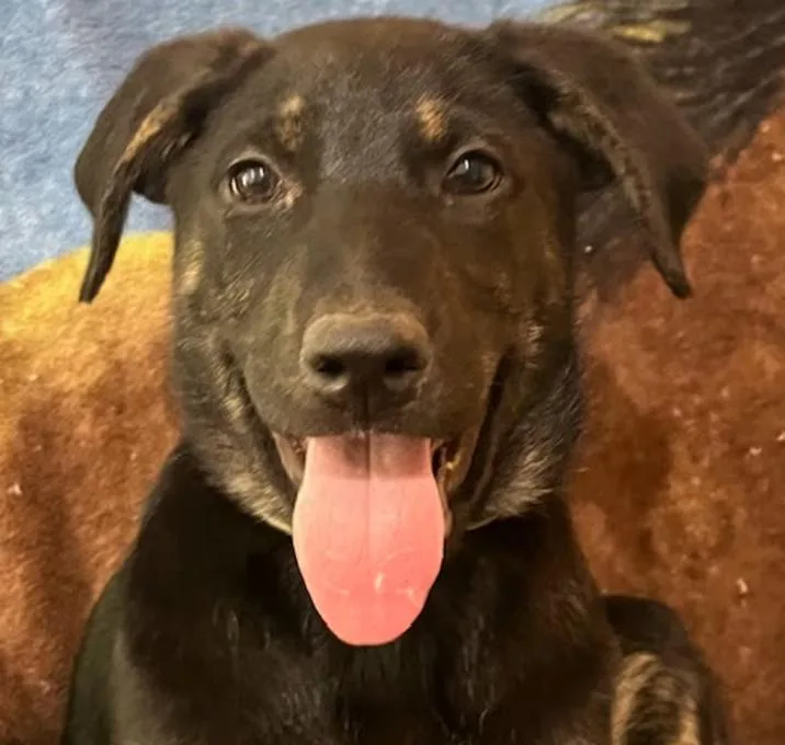 A baby medium-sized male Mixed Breed dog named George Strait for adoption in Nantucket, MA
