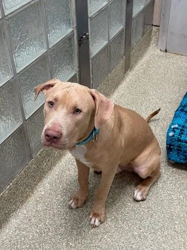 A young medium-sized male Mixed Breed dog named Bark Twain for adoption in Washington, DC